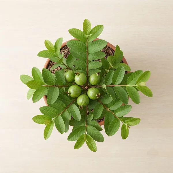 Guava_Fruit_Plant_In_Terracotta_Pot_-_Live_Specimen