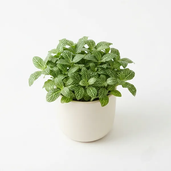 Green_Fittonia_White-Veined_Live_Indoor_Ornamental_Plant