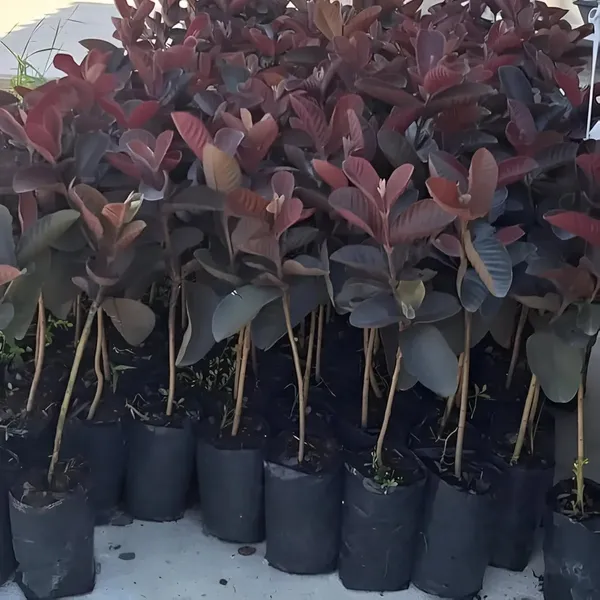 Red_Guava_Plant_(Hybrid)_For_Outdoor_