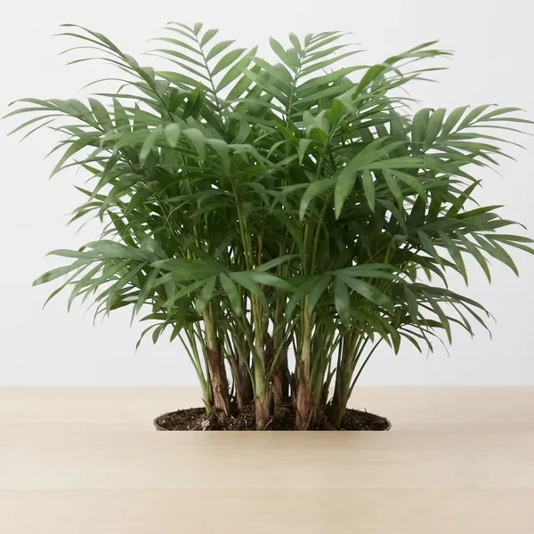 Areca_Palm_Live_Indoor_Feathery_Frond_Plant