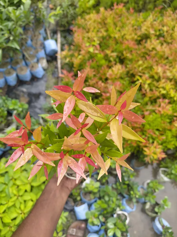Red_Copper_Foliage_Live_Ornamental_Indoor_Plant
