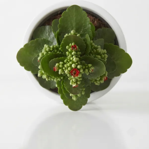 Kalanchoe_Red_Flowering_Live_Plant_In_White_Pot