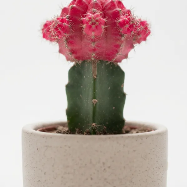 Pink_Grafted_Moon_Cactus_Live_Plant_In_Ceramic_Pot