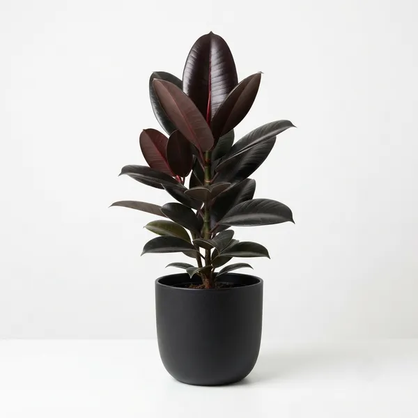 Rubber_Live_Indoor_Plant_In_Black_Matte_Planter