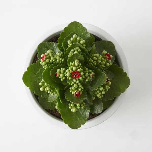 Kalanchoe_Red_Flowering_Live_Plant_In_White_Pot