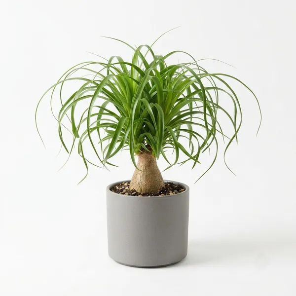 Ponytail_Palm_Live_Indoor_Plant_In_Grey_Planter