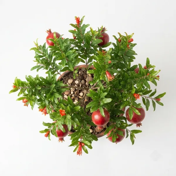 Pomegranate_Live_Fruit_Plant