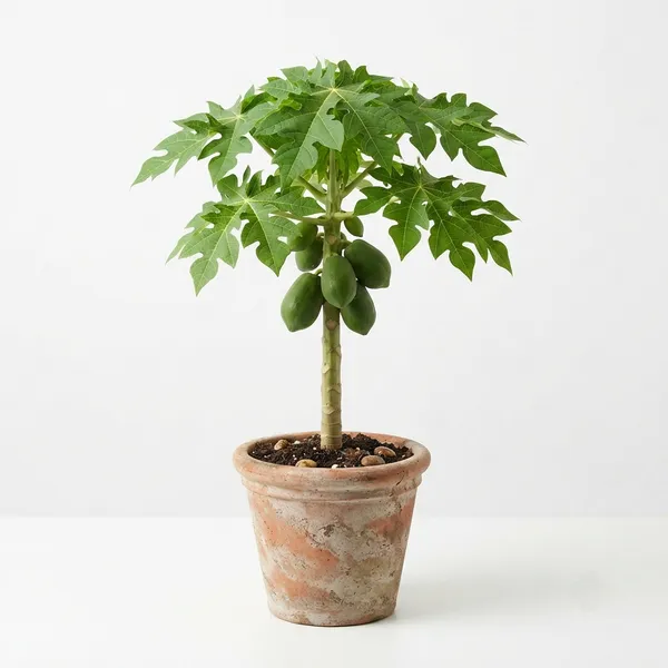 Papaya_Fruit_Plant_-_Tropical_Live_Specimen