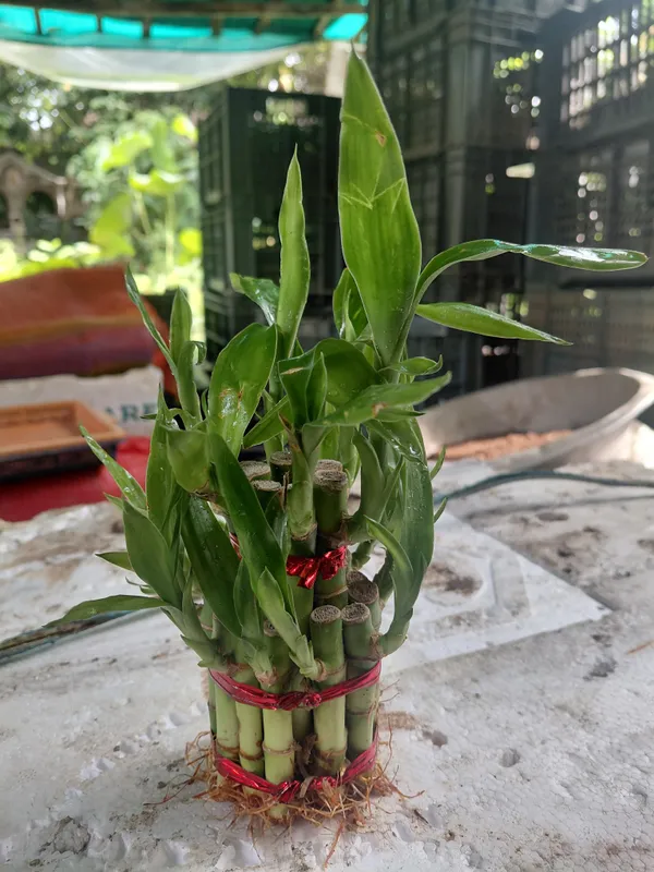 Lucky_Bamboo_2-Layer_Live_Plant_With_Red_Ribbon