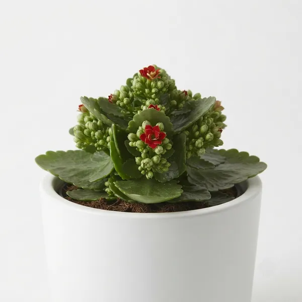 Kalanchoe_Red_Flowering_Live_Plant_In_White_Pot