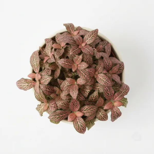 Pink_Fittonia_Live_Indoor_Ornamental_Plant