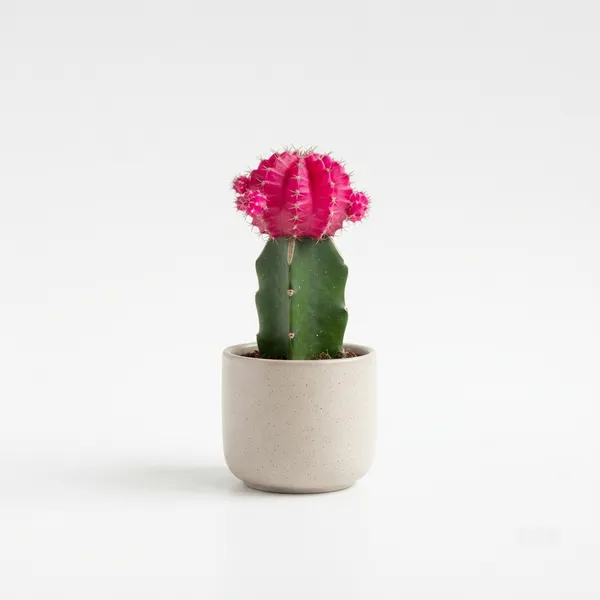 Pink_Grafted_Moon_Cactus_Live_Plant_In_Ceramic_Pot