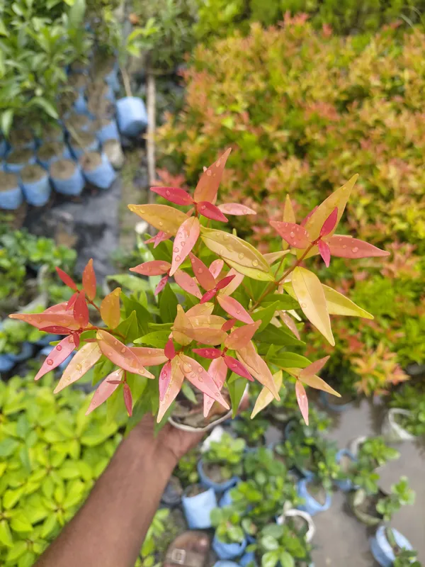 Red_Copper_Foliage_Live_Ornamental_Indoor_Plant