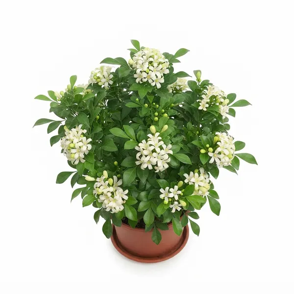 Madhu_Kamini_White_Flowering_Live_Plant