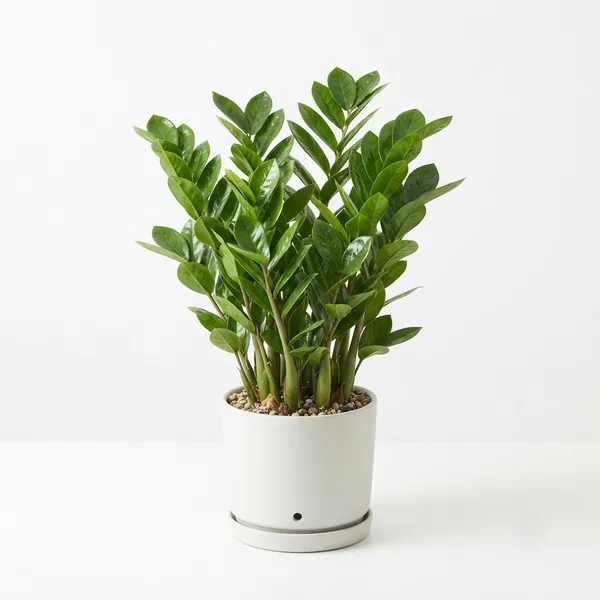 Zz_Live_Indoor_Plant_In_White_Cylindrical_Pot_With_Saucer