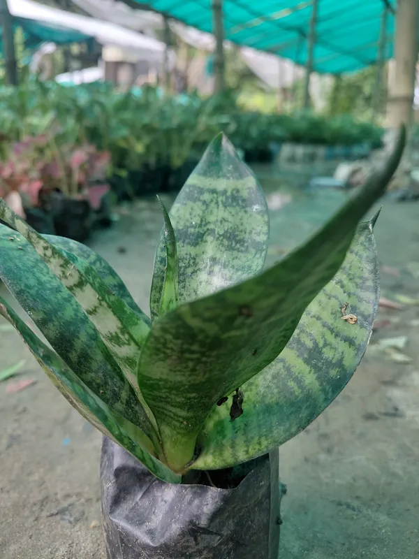 Green_Snake_Live_Indoor_Plant_In_Nursery_Grow_Bag