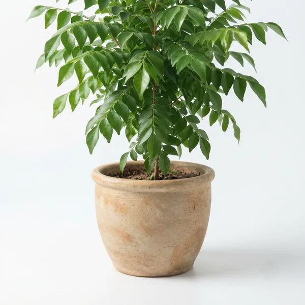 Curry_Leaf_Live_Herb_Plant