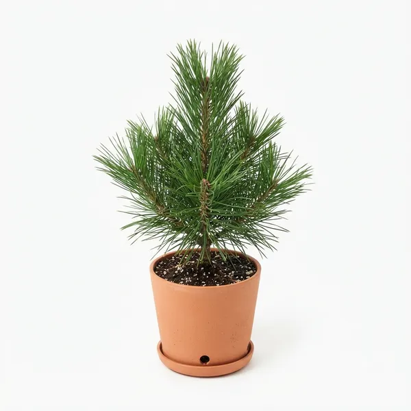 Live_Pine_Plant_In_Terracotta_Pot