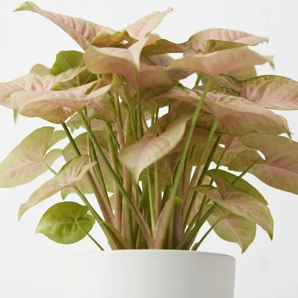 Syngonium_Pink_Live_Indoor_Plant_In_White_Planter