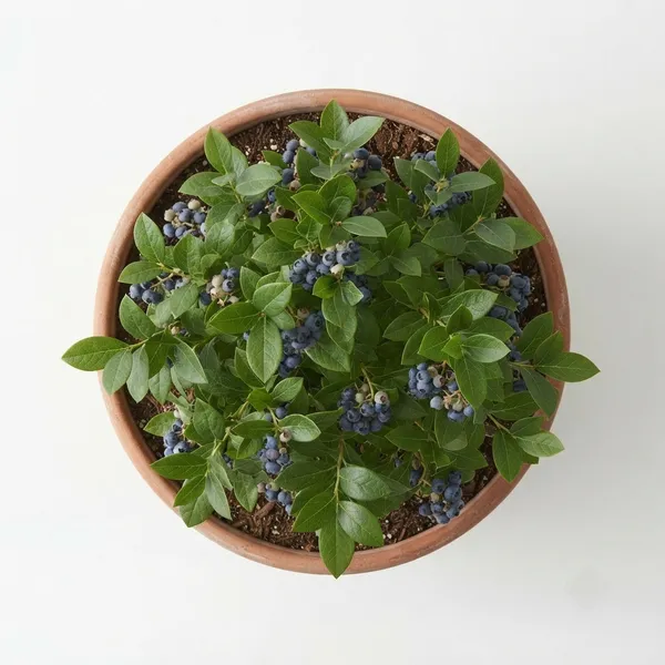 Blueberry_Live_Fruiting_Plant_In_Terracotta_Pot