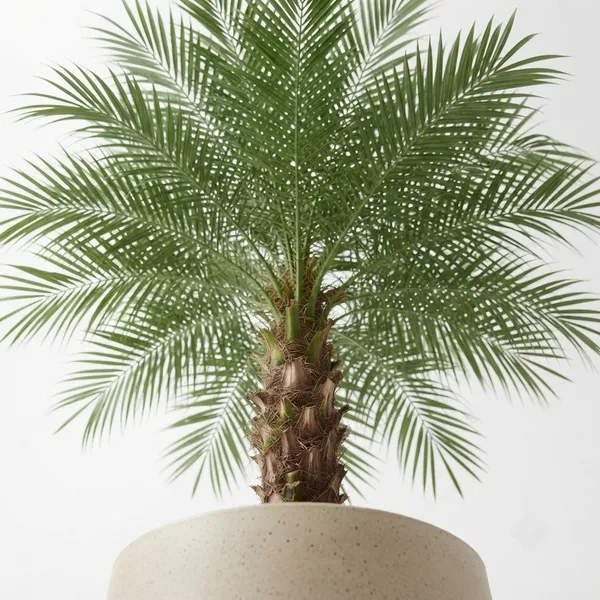 Palm_Live_Indoor_Ornamental_Plant