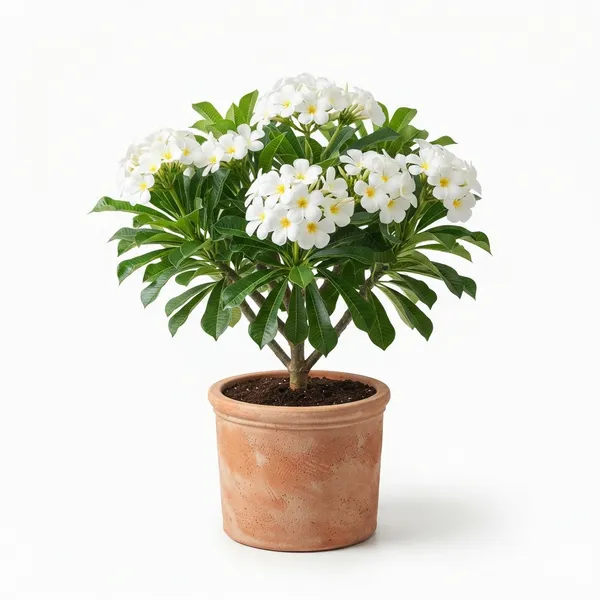 Kat_Golap_White_Flowering_Live_Plant_In_Terracotta_Pot