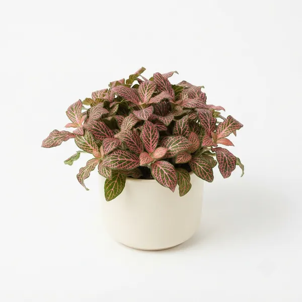 Pink_Fittonia_Live_Indoor_Ornamental_Plant