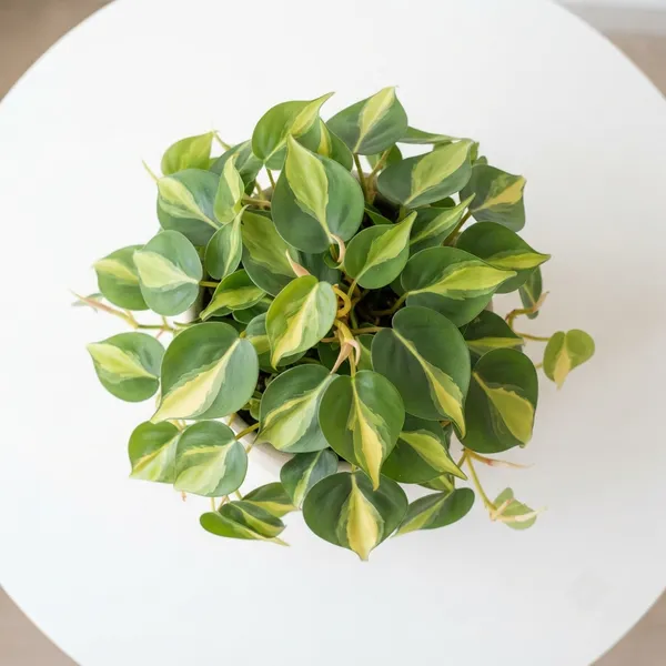 Philodendron_Brasil_Variegated_Trailing_Live_Indoor_Plant
