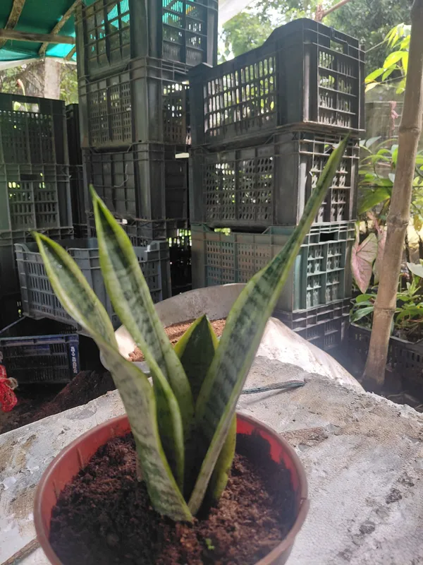 Yellow_Edge_Snake_Live_Indoor_Plant_With_Variegated_Leaves