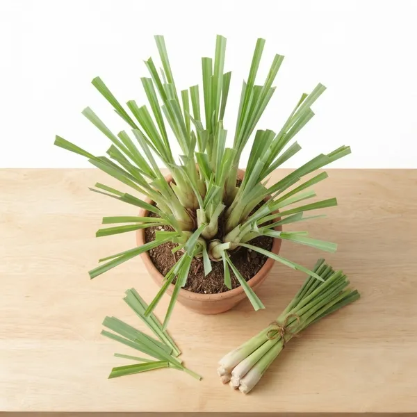 Lemongrass_Live_Aromatic_Indoor_Ornamental_Plant