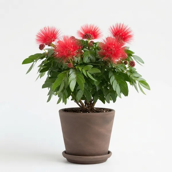 Red_Powderpuff_Flowering_Live_Plant