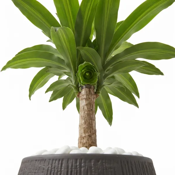 Dracaena_Lucky_Wood_Live_Indoor_Plant_In_Black_Planter