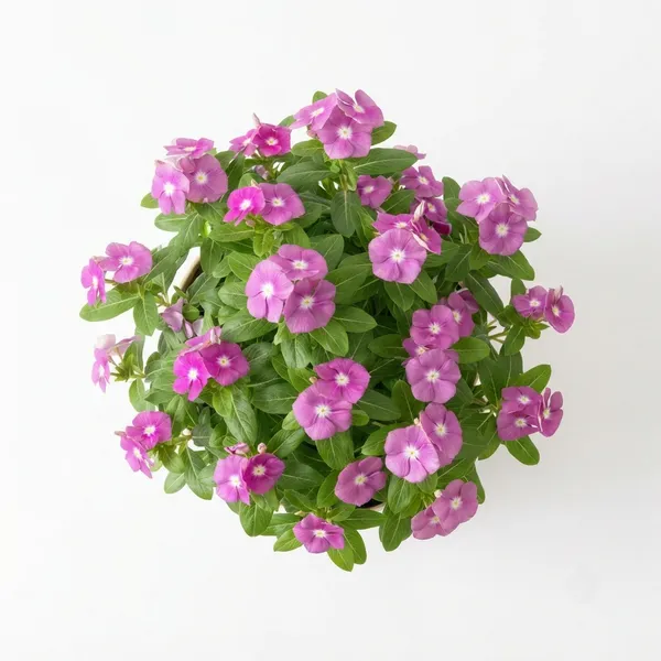 Vinca_Live_Flowering_Garden_Plant