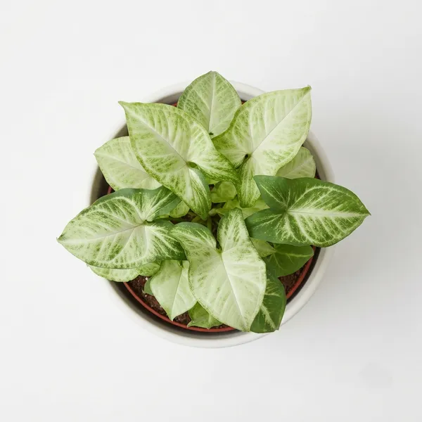 Aglaonema_White_Variegated_Live_Indoor_Plant_In_White_Planter