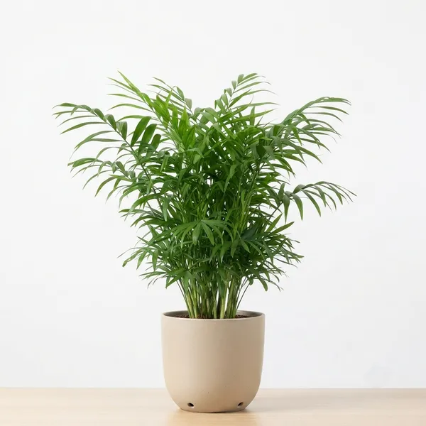 Areca_Palm_Live_Indoor_Feathery_Frond_Plant