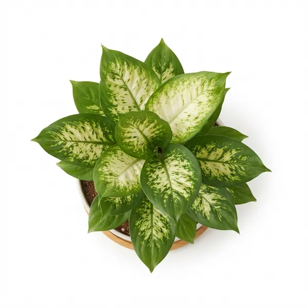 Aglaonema_Green_Variegated_Live_Indoor_Plant_In_White_Planter
