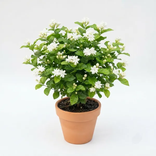 White_Jasmine_Live_Flowering_Plant_In_Terracotta_Pot