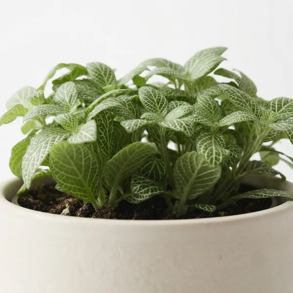 Green_Fittonia_White-Veined_Live_Indoor_Ornamental_Plant