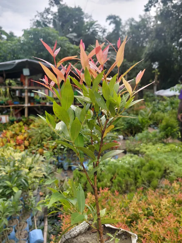 Red_Copper_Foliage_Live_Ornamental_Indoor_Plant