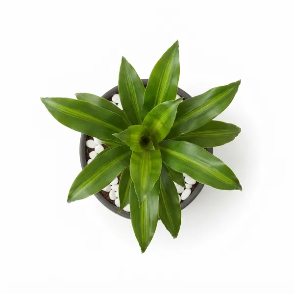 Dracaena_Lucky_Wood_Live_Indoor_Plant_In_Black_Planter