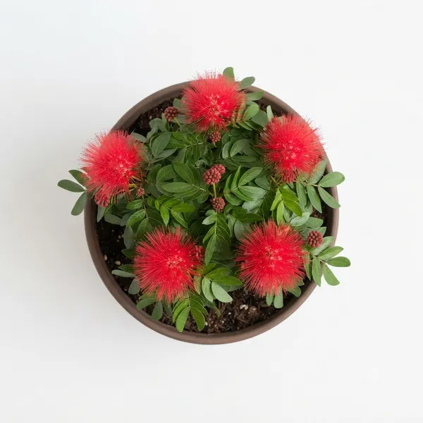 Red_Powderpuff_Flowering_Live_Plant