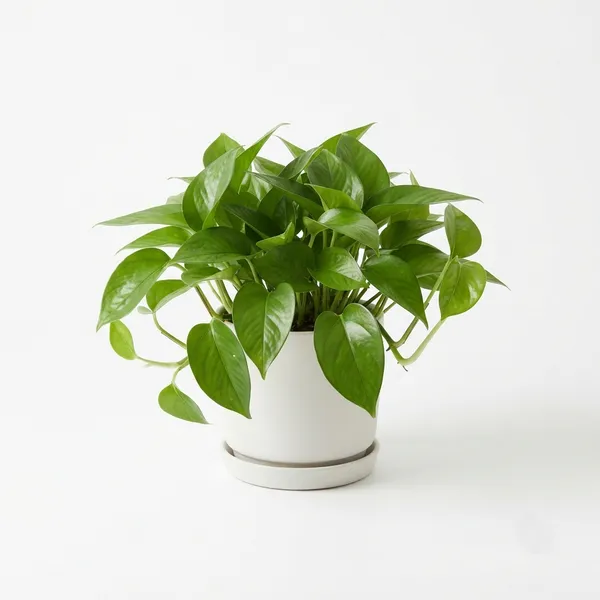 Jade_Pothos_Trailing_Live_Indoor_Plant_In_White_Pot