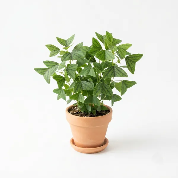 Butterfly_Wings_Live_Foliage_Plant_In_Terracotta_Pot