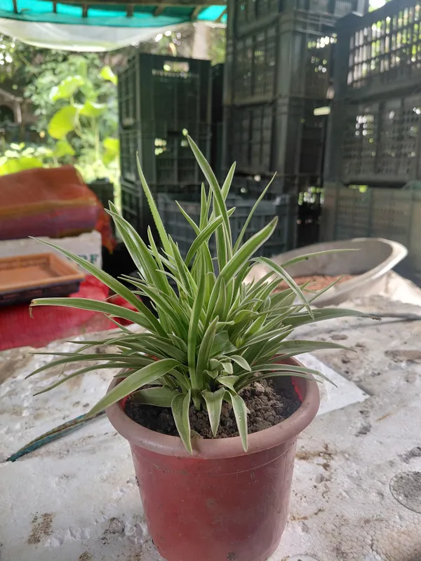 Spider_Live_Indoor_Plant_In_Red_Round_Planter