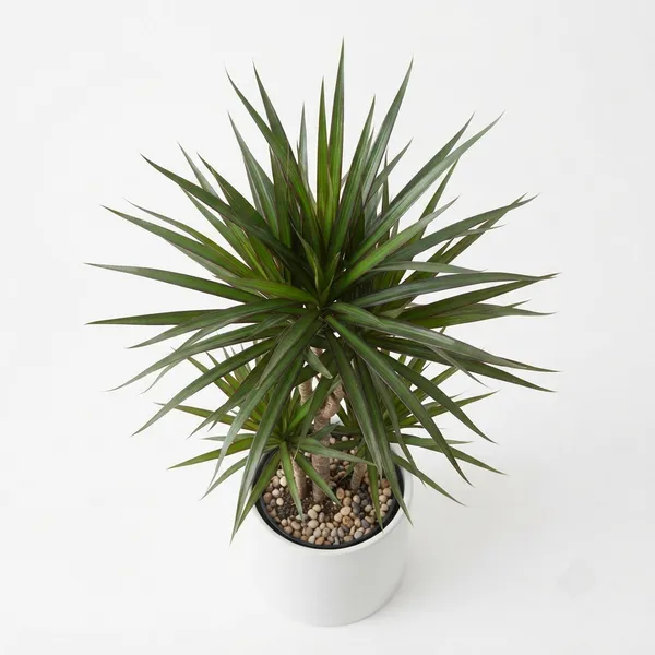 Dracaena_Marginata_Live_Indoor_Ornamental_Plant