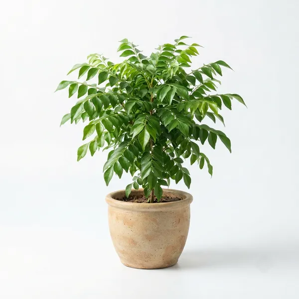 Curry_Leaf_Live_Herb_Plant
