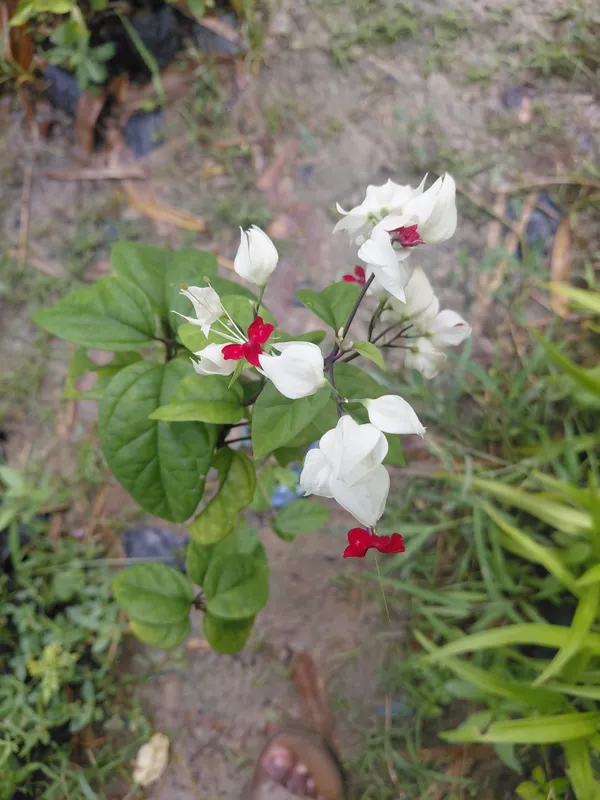 White_Red_Centre_Flowering_Live_Plant