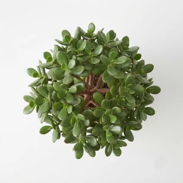 Jade_Live_Indoor_Succulent_Plant