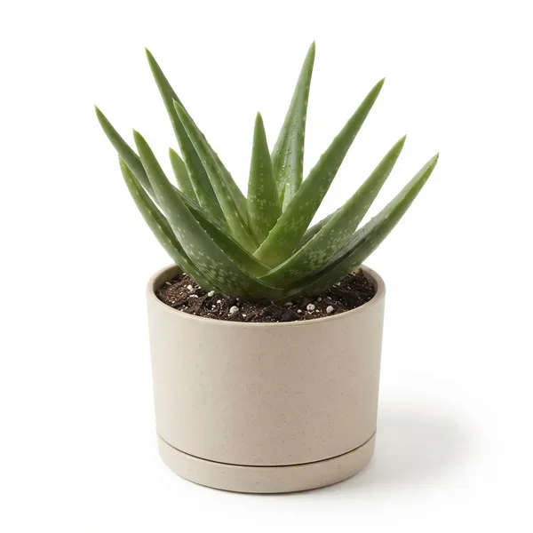 Aloe_Vera_Live_Succulent_Plant_In_Cylindrical_Planter