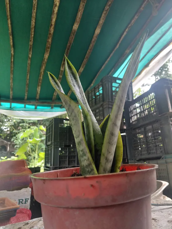 Yellow_Edge_Snake_Live_Indoor_Plant_With_Variegated_Leaves